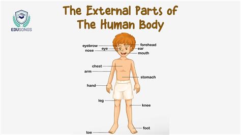 external parts   human body youtube