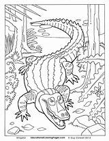 Coloring Alligator Crocodile Creepers Australie Crawly Colouringpages Getdrawings Insertion sketch template