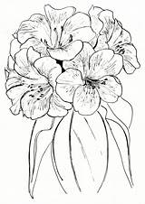 Rhododendron Pencil Horticulture Return sketch template