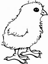 Chick Coloring Pages Baby Chicken Printable Kids Little Cute Color Sheets Template Print Prairie Cartoon Children Coloringfolder Animals Getcolorings Funny sketch template