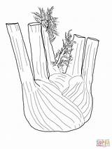 Fennel Root Coloring Pages Drawing Supercoloring sketch template
