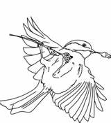 Chickadee Capped Coloring Pages Printable sketch template