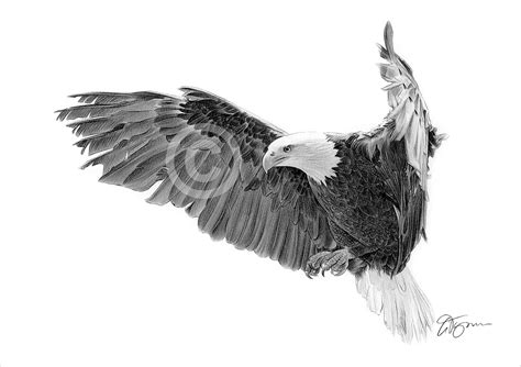 pencil drawing   bald eagle  flight  uk artist gary tymon
