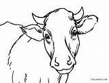 Cow Coloring Pages Face Drawing Printable Cool2bkids Kids Getdrawings sketch template