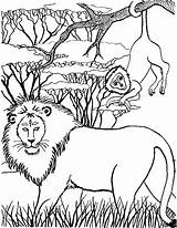 Lion Coloring Pages Coloringpages1001 Animal Afrika sketch template