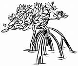 Mangrove Drawing Tree Getdrawings sketch template
