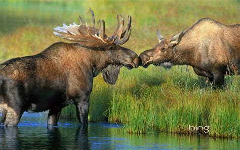animal moose hd wallpaper