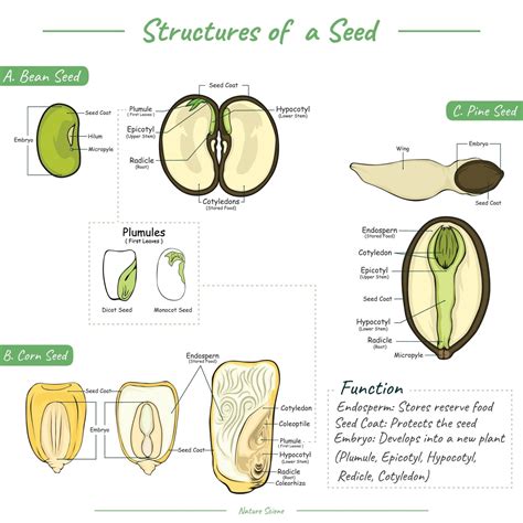 seed anatomy  parts  seeds