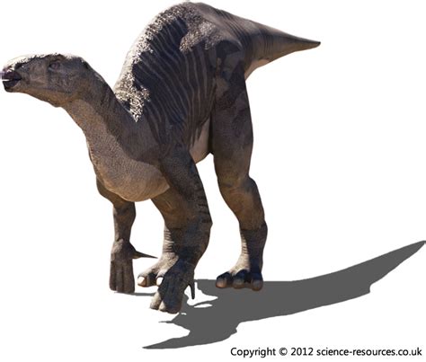 science resourcescouk dinosaurs iguanodon
