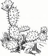Kaktus Malvorlage sketch template