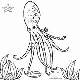 Octopus Krake Ausmalbild Ausdrucken Kostenlos Cool2bkids sketch template