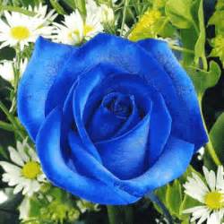 blog da ma  rosa azul