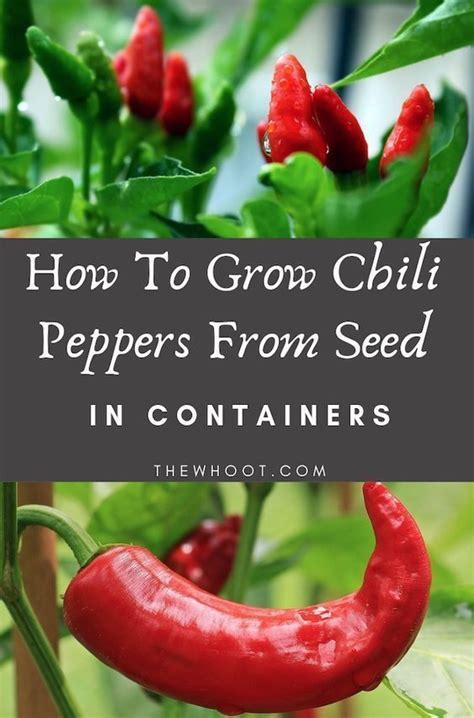 advices    grow chili peppers stuffed peppers growing peppers