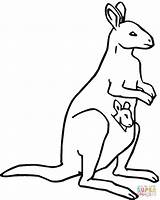 Kangaroo Coloring Baby Pages Drawing Color Kids Pouch Easy Clipart Printable Kangoroo Outline Kangaroos Mother Library Cliparts Painting Print Getdrawings sketch template