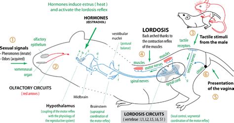 Lordosis Behavior Wikipedia