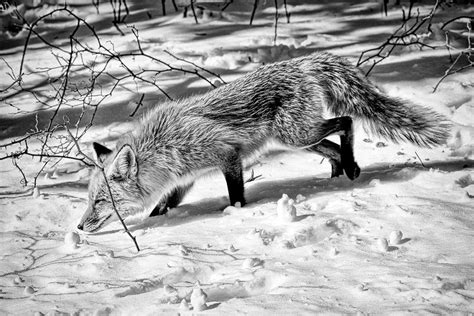 Little Red Fox In Snow Black And White Photograph By