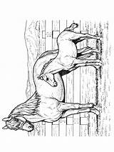 Kleurplaat Paarden Kleurplaten Pferde Malvorlagen Pferd Equine Malvorlage Cavalli Kuda Uitprinten Mewarnai Coloriages Cavalos Tiere Animierte Animaatjes 1902 sketch template