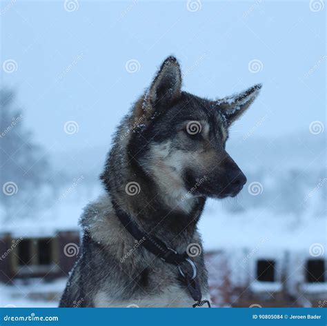 alaskan husky sled dog stock photo image  animals