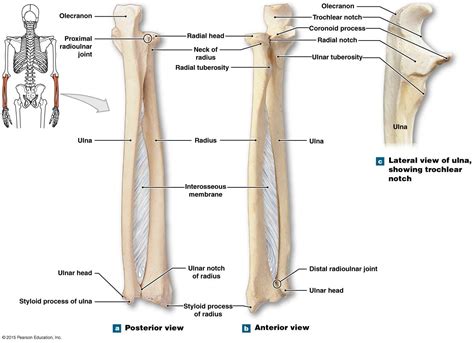 radius  ulna label anatomy bones radius  ulna anatomy  xxx