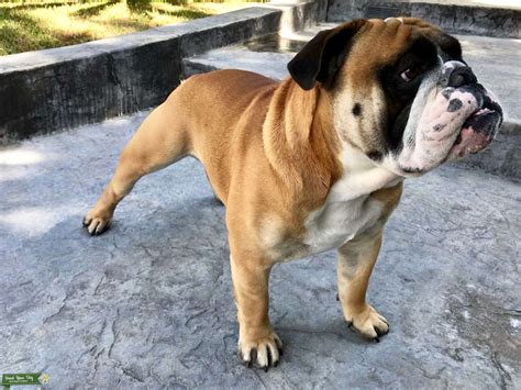 male english bulldog    mate