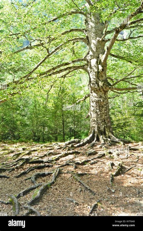 big tree  large tree   forest stock photo alamy