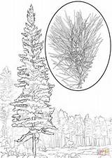 Coloring Pine Western Pages Monticola Pinus Drawing Printable sketch template
