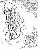 Sea Coloring Anemone Getdrawings sketch template