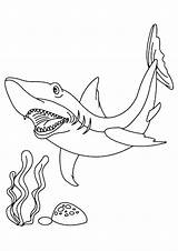 Shark Hai Tiburon Requin Tiburones Toro Mako Hammerhead Hellokids Getdrawings sketch template