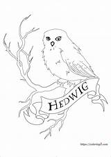 Hedwig Owl Coloring1 Adults sketch template