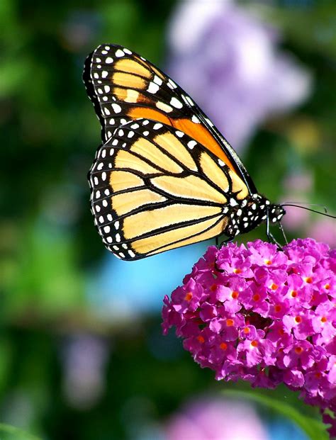 filemonarch butterfly flowerjpg wikipedia