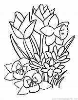 Coloring Spring Pages Flower Printable Flowers Large Cartoon Big Pansy Pdf Color Print Getcolorings Popular Cherry Wonderful sketch template