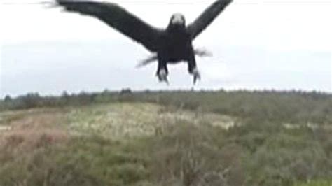 eagle    drone   spectacular talon punch fox news