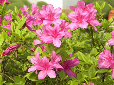 무료 이미지 봄 식물학 플로라 꽃들 제라늄 관목 진달래 꽃 피는 식물 연간 공장 우디 식물 육상 식물