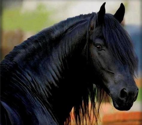 cheval arabe beauteful horse arabic