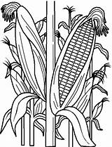 Corn Field Drawing Coloring Cornfield Getdrawings sketch template