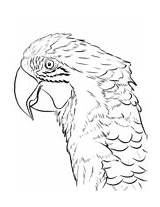 Macaw Coloring Head Hyacinth sketch template