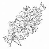 Bougainvillea Coloring Drawing Flower Pages Outline Tropical Tattoo Drawings Tattoos sketch template