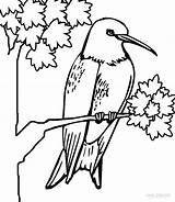 Hummingbird Coloring Pages Printable Cool2bkids Kids sketch template
