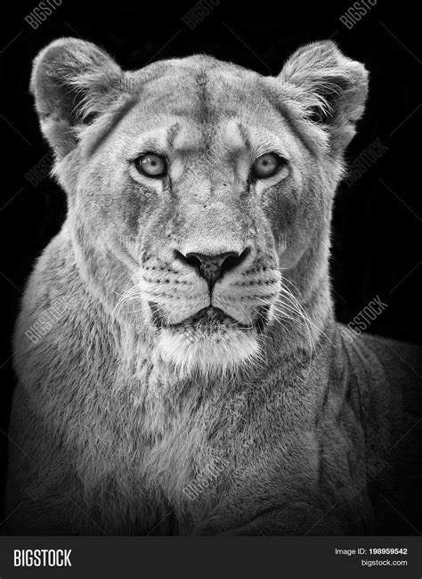 female lion portrait image photo  trial bigstock
