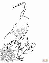 Crowned Colorear Grulla Japonesa Ohara Koson Roja Cranes Supercoloring Designlooter sketch template