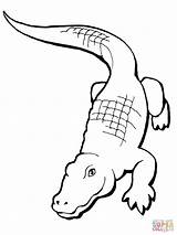 Alligator Coloring Drawing Crocodile Pages Simple Realistic Printable Clip Cute Cliparts Drawings Getdrawings sketch template