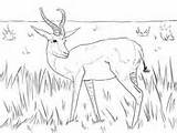 Coloring Springbok African Kudu Antelope Woodland Pages sketch template