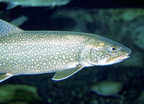 lake trout  eat     prominence  great lakes wiscontext