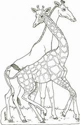 Giraffa Arca Giraffes Animali Noahs 2747 Giraffen Dominical Maestro Coloratutto Janbrett Cartoni sketch template