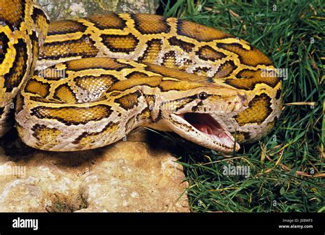 tigers python  open mouth python molurus stock photo alamy