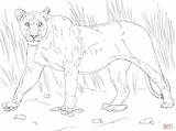 Lioness Leonessa Leone Cammina Categorie sketch template