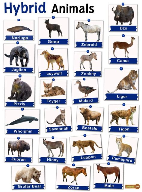 hybrid animals list  facts  pictures