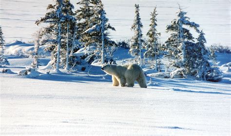 filepolar bear winterjpg wikimedia commons