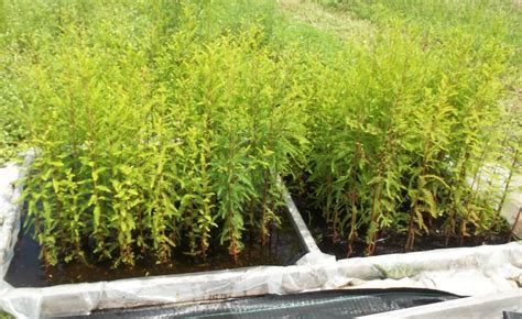 bonsai beginnings bald cypress seedlings   months