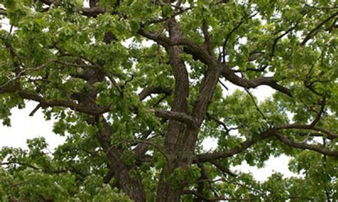 indian nursery oak exporter retailer  supplier  hooghly india